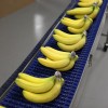 不锈钢塑料模块化皮带输送机携带香蕉
